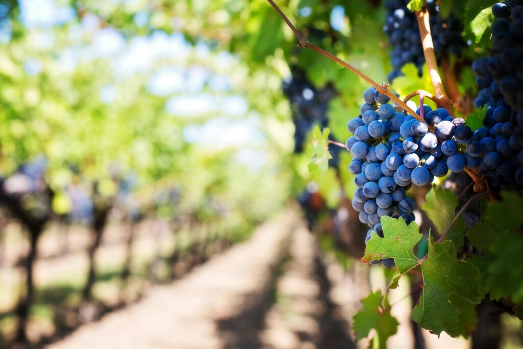 Istria wine tasting