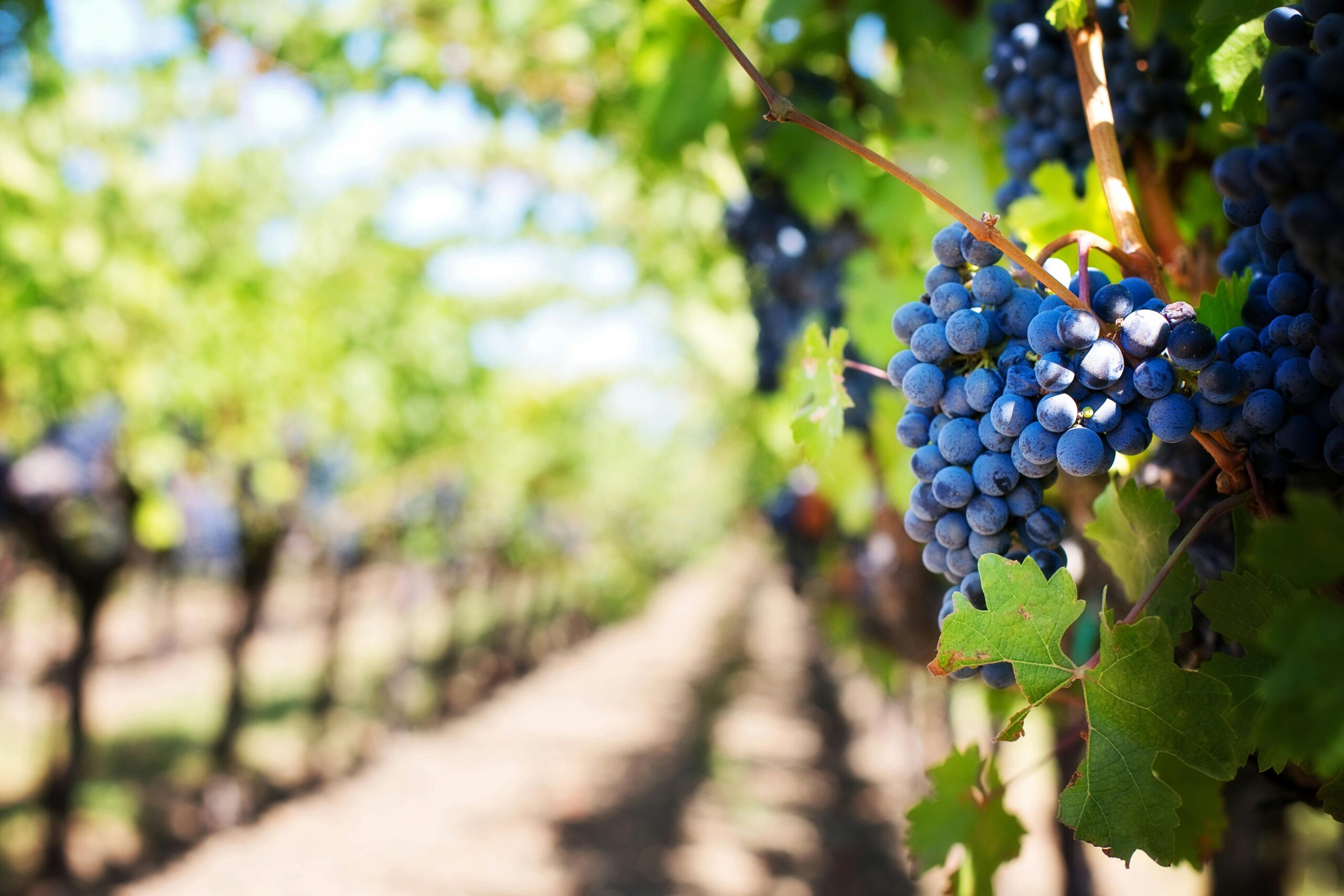 Istria wine tasting